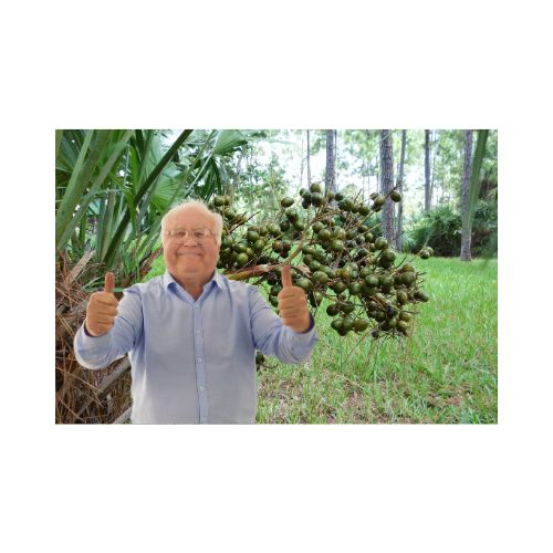 Saw Palmetto: A Natural Approach to Supporting Prostate Health and Urinary Function